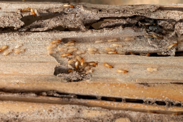 Best Insect Control  in Arcade, GA